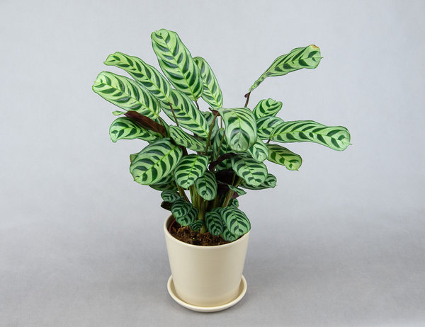 Ктенанта Бурле Маркс