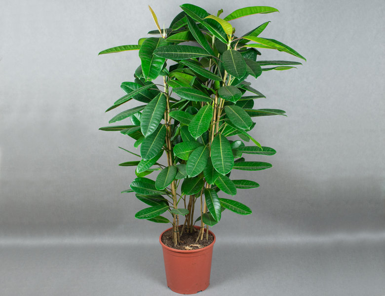 Фикус Американа
