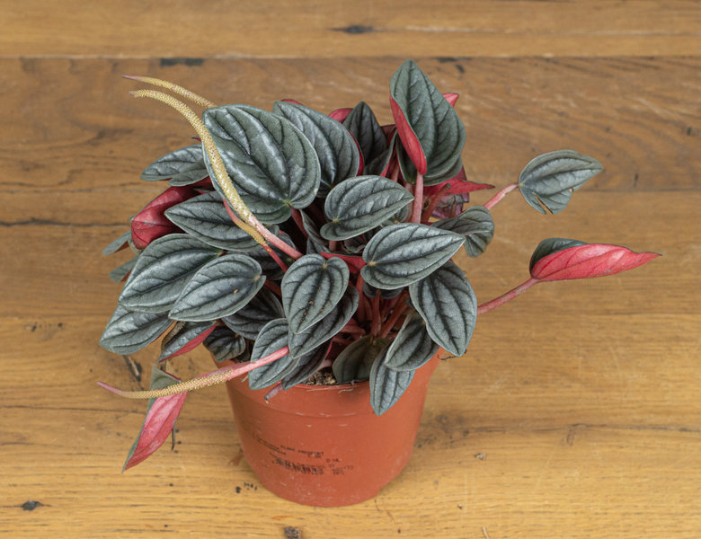 Пеперомия Санторини