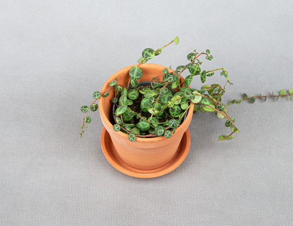 Пеперомия прострата Ø6