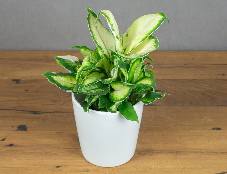 Диффенбахия Кул Бьюти