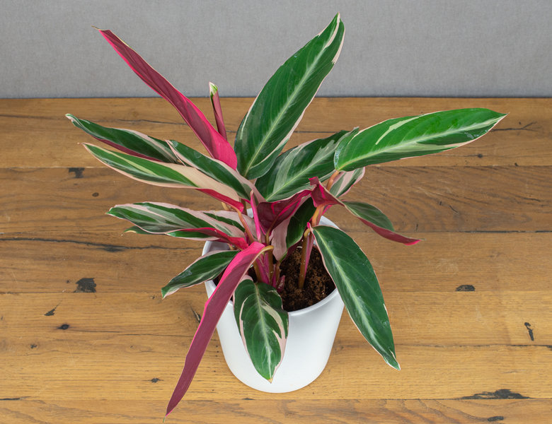 Строманта Триостар