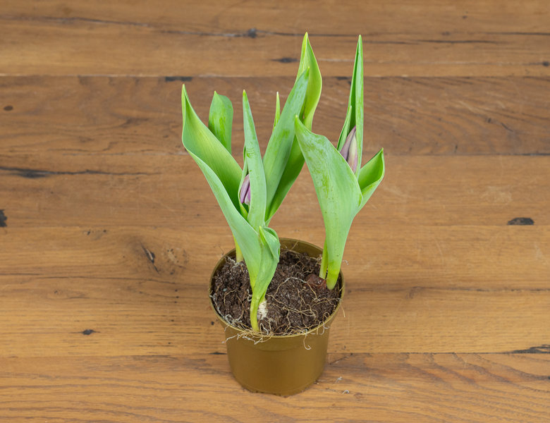 Тюльпаны Роналдо