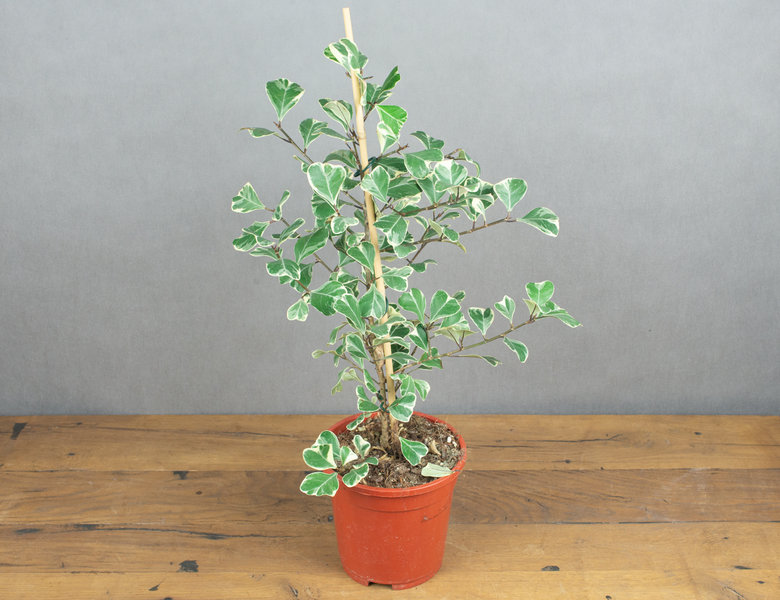 Фикус Свитхарт