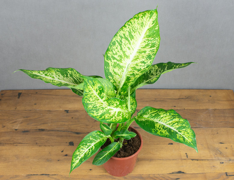 Диффенбахия Марс