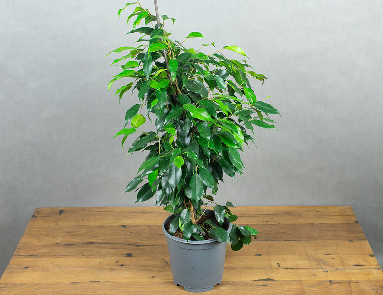 Фикус Даниэль