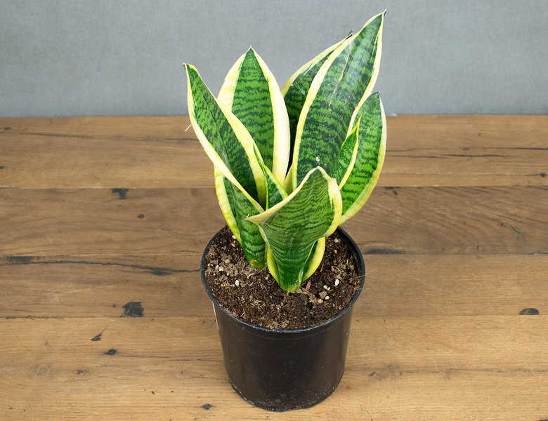 Сансевиерия Лауренти