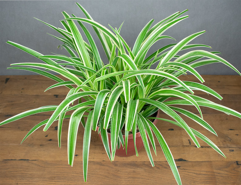 Хлорофитум Вариегатум