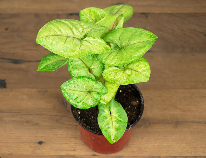 Сингониум Голден