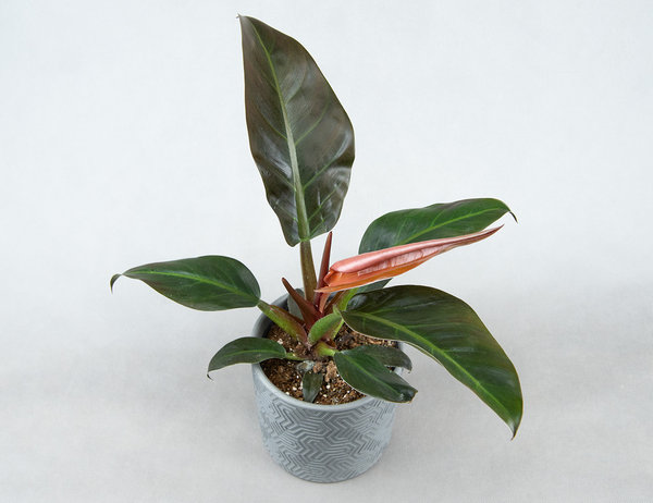 Филодендрон Империал Ред