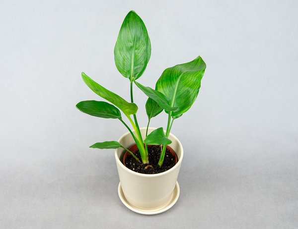 Стрелиция Регина