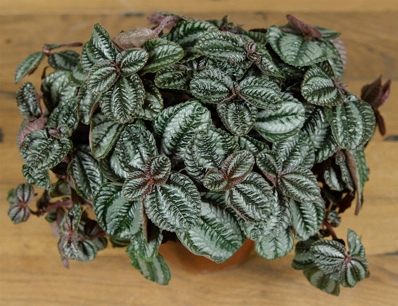 Пилея Норфолк Ø16