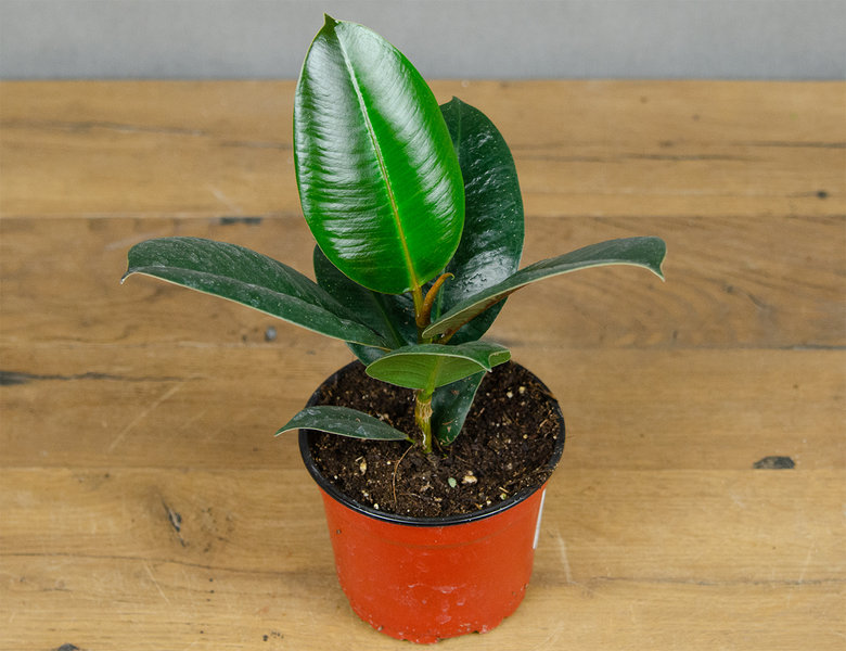 Фикус Эластика Робуста 12