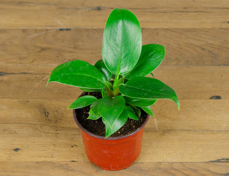 Филодендрон Империал Грин