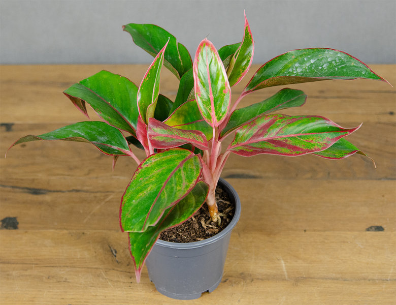 Аглаонема Крит