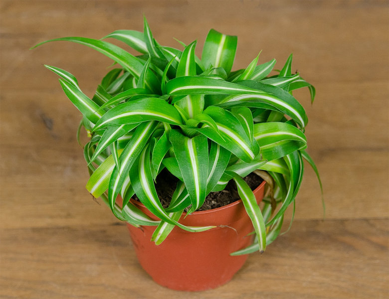 Хлорофитум микс