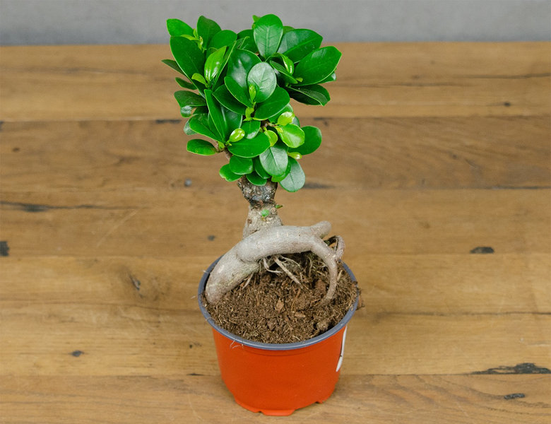 Фикус Микрокарпа Ø13