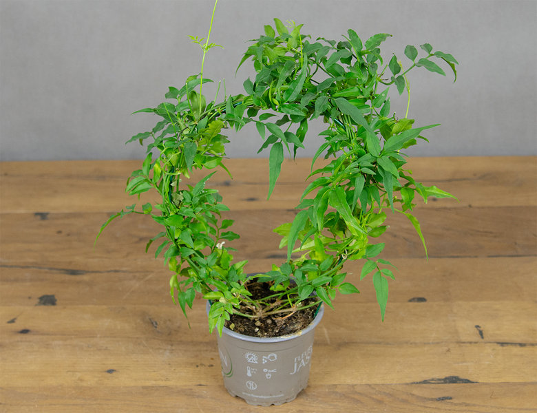 Жасмин многоцветковый