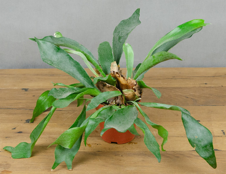 Платицериум бифуркатум