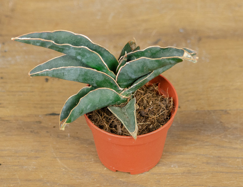 Сансевиерия Самурай