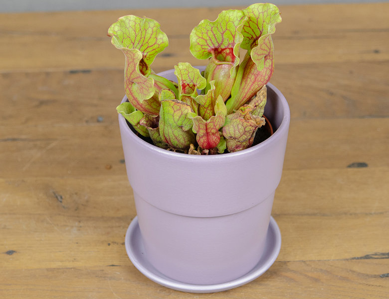 Саррацения Клементина