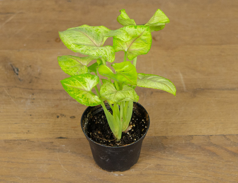 Сингониум Голден мал