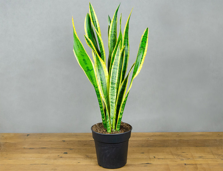 Сансевиерия Лауренти Ø21