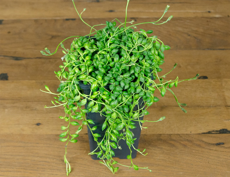 Крестовник Геррейна Ø14