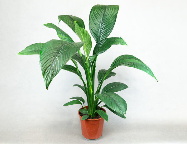 Спатифиллум Сенсация