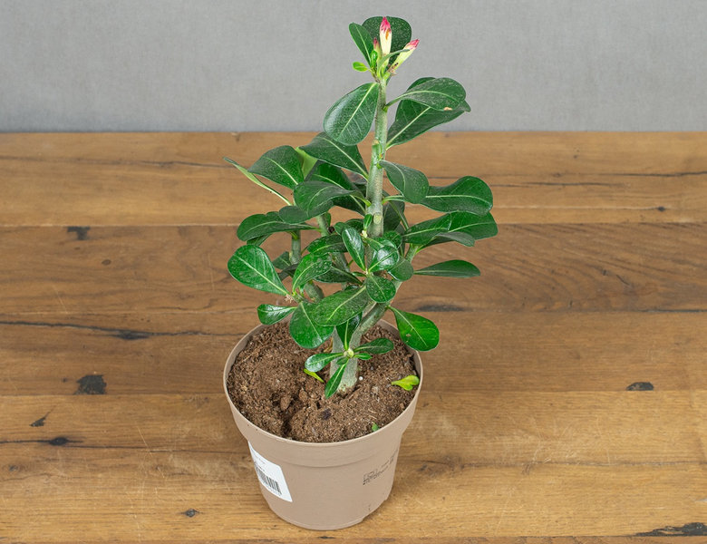 Адениум Анук