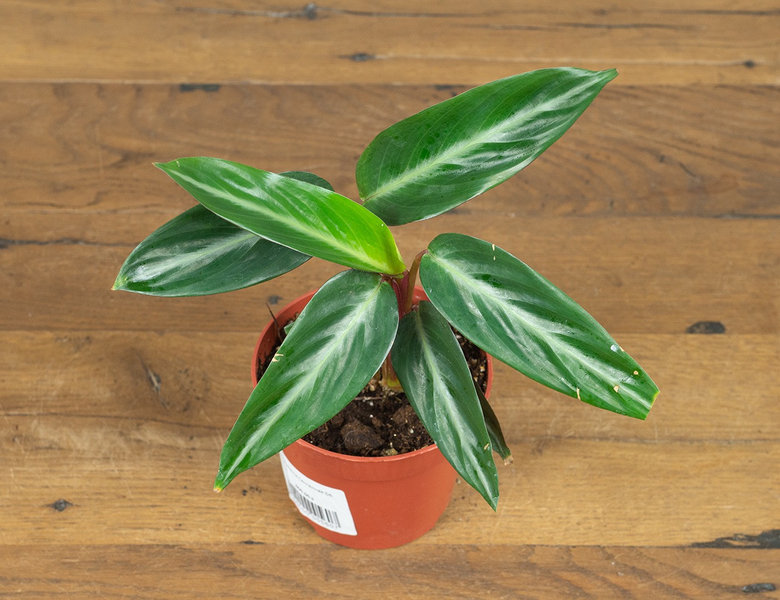 Строманта Сангвинея Ø6