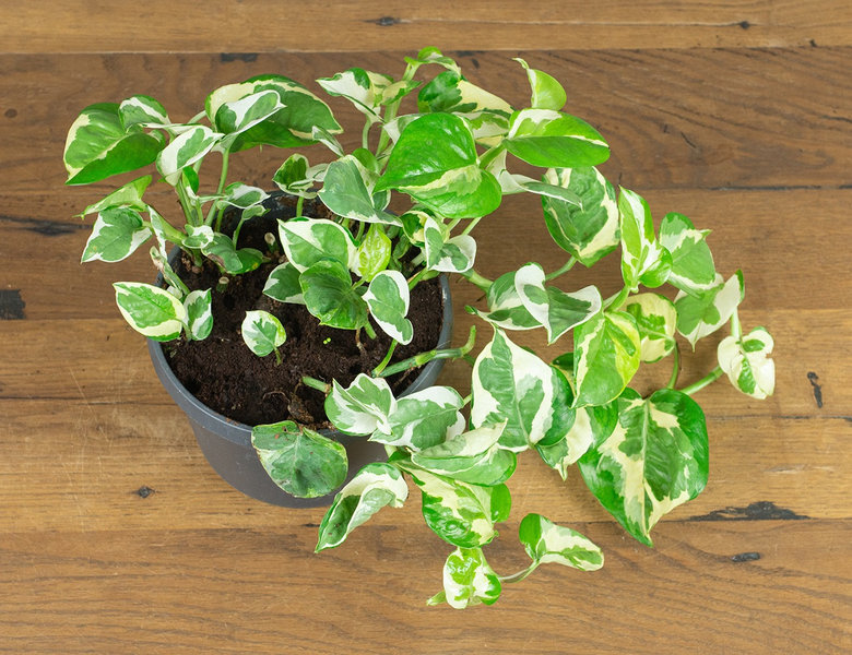 Эпипремнум Нджой Ø17