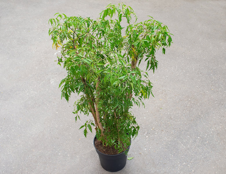 Полисциас Фрутикоза