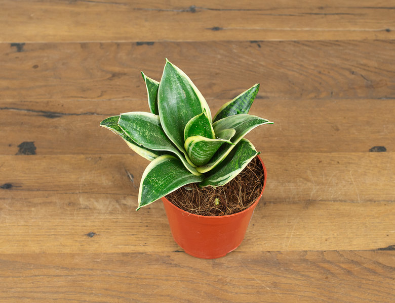 Сансевиерия Ханни микс