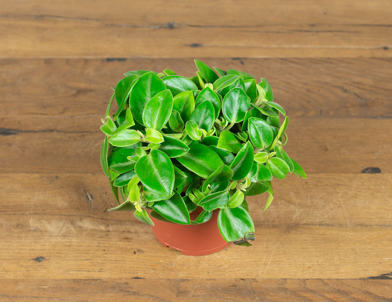 Пеперомия Пикси