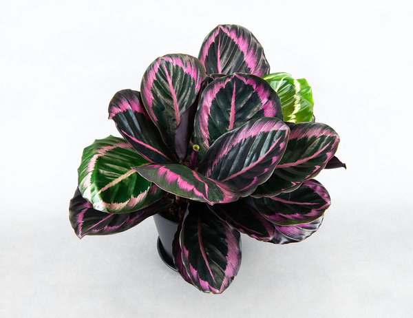 Калатея Розеопикта Ø14