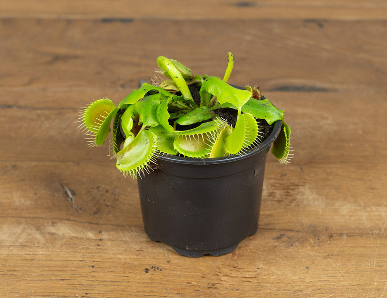 Дионея Венерина мухоловка