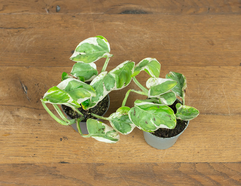 Эпипремнум Белая Пантера