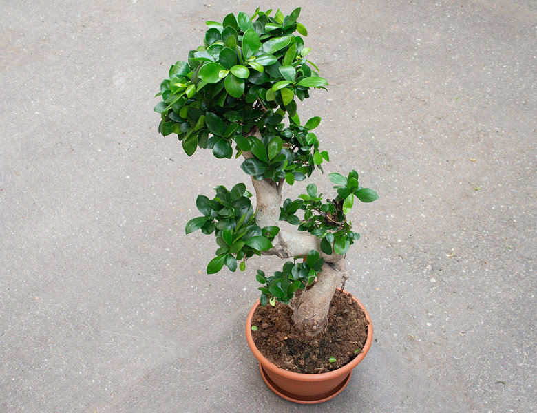 Фикус микрокарпа S