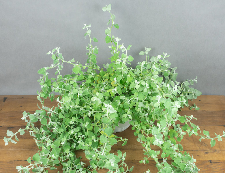 Гелихризум кашпо 23