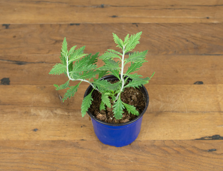 Перовския Рашен Сейдж