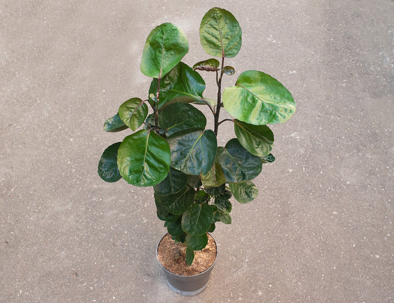 Полисциас Фабиан 70 см