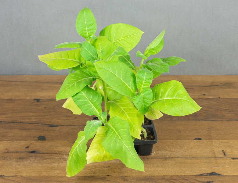 Табак курительный