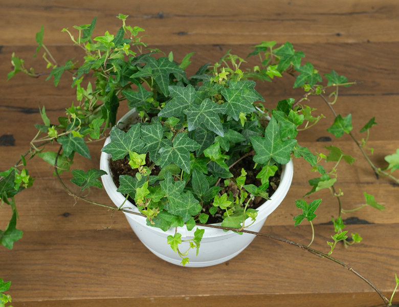 Плющ Хедера Ø23