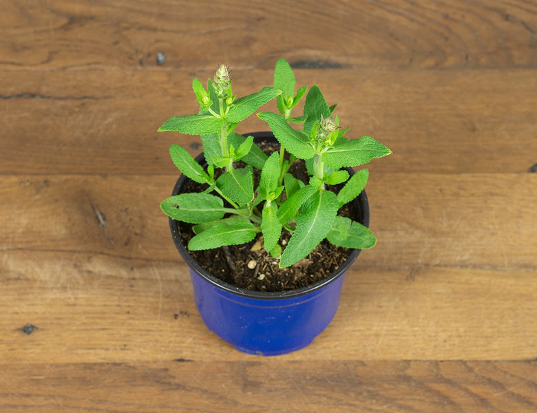 Шалфей (Сальвия) Апекс Блю 12