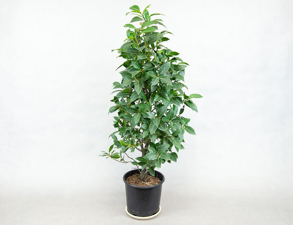 Лавр благородный 90 см